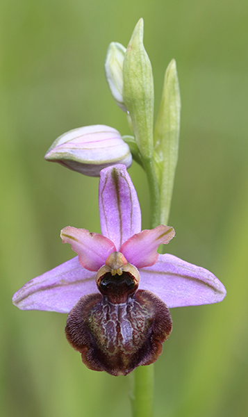 Ophrys aveyronensis